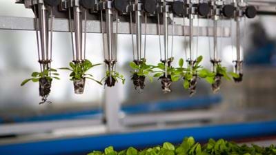 BASF agrees to buy Bayer’s vegetable seeds business for €1.7bn