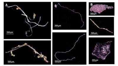 Behold the Plastic Age: synthetic fibres found in fossil record