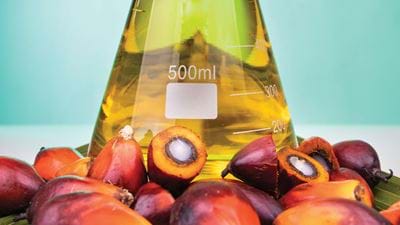 Sharing the Secrets of Greener Palm Oil